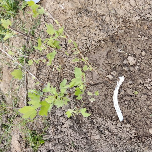 превью изображения отзыва