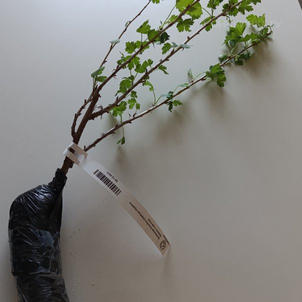 превью изображения отзыва