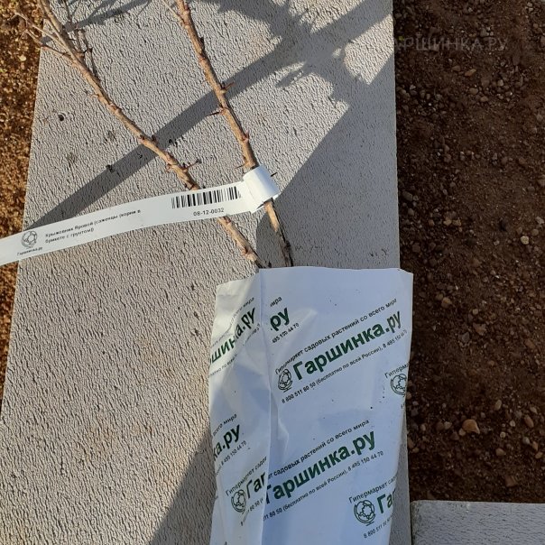 превью изображения отзыва