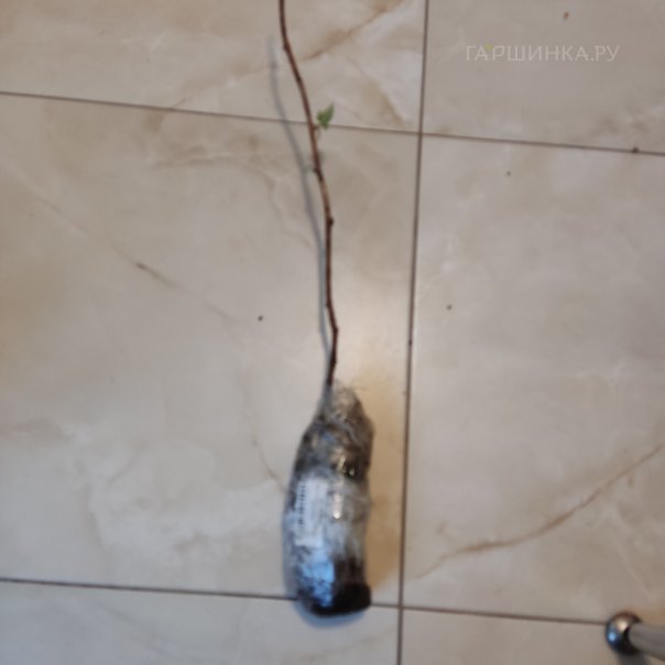 превью изображения отзыва