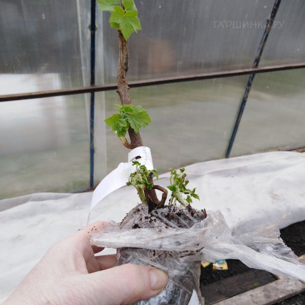 превью изображения отзыва