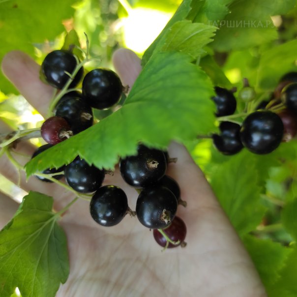 превью изображения отзыва