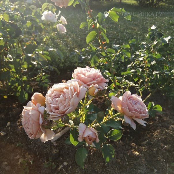 превью изображения отзыва