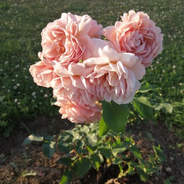 превью изображения отзыва