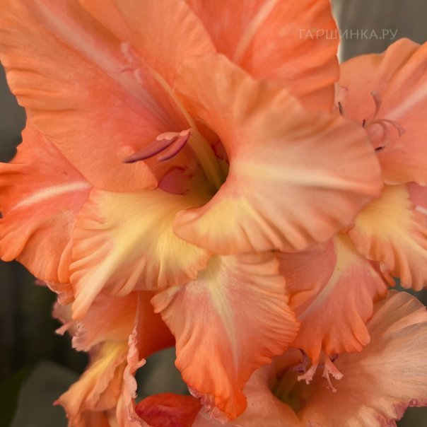 превью изображения отзыва