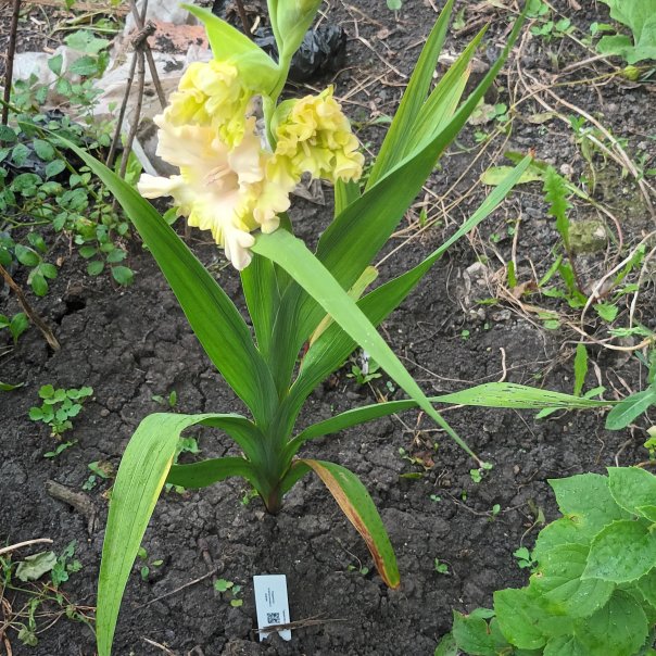 превью изображения отзыва