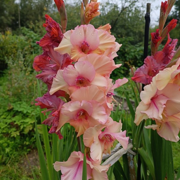 превью изображения отзыва