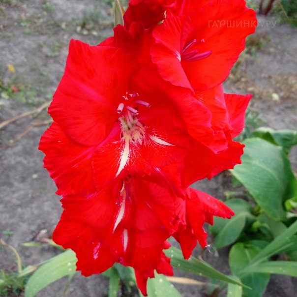 превью изображения отзыва