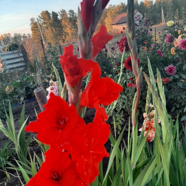 превью изображения отзыва