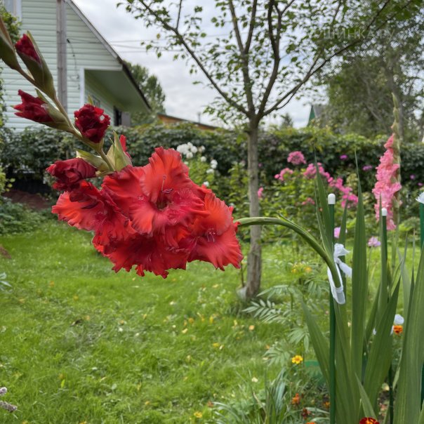 превью изображения отзыва