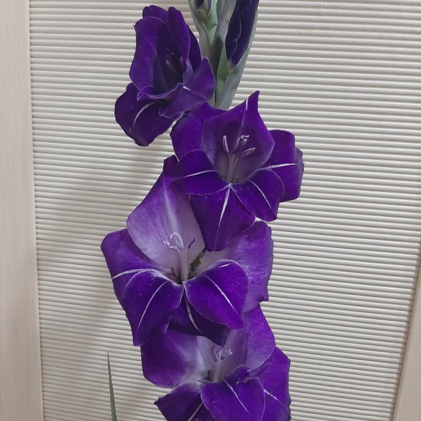 превью изображения отзыва