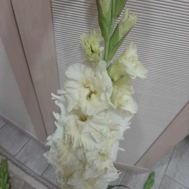 превью изображения отзыва