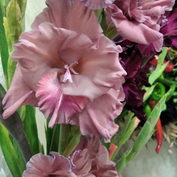 превью изображения отзыва