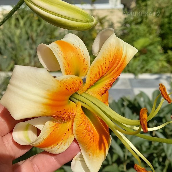 превью изображения отзыва