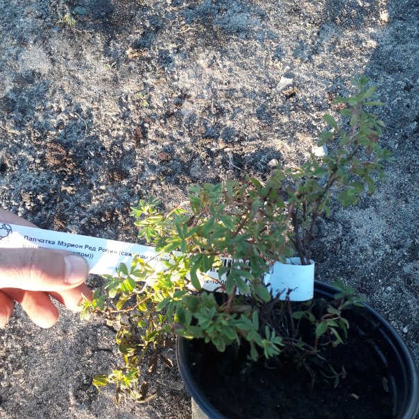 превью изображения отзыва