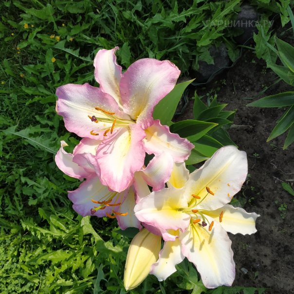 превью изображения отзыва