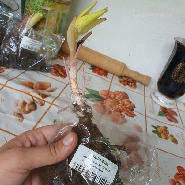 превью изображения отзыва