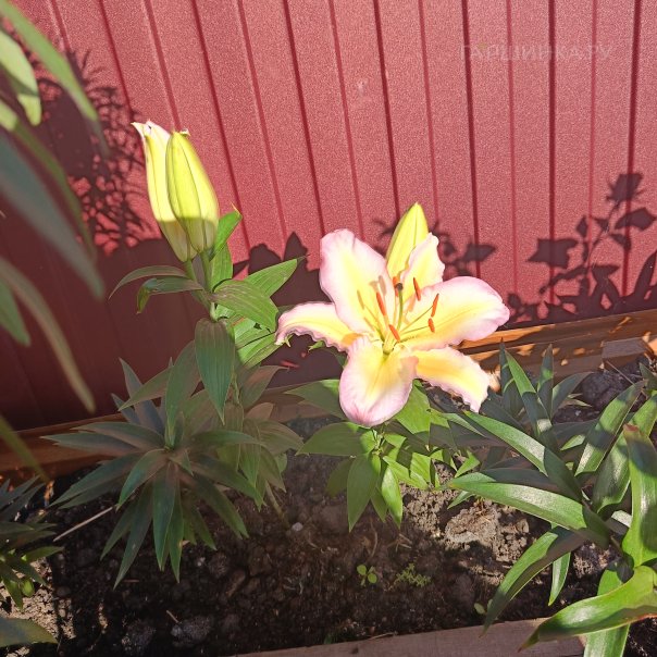 превью изображения отзыва