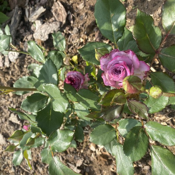 превью изображения отзыва