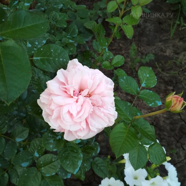 превью изображения отзыва