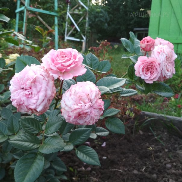 превью изображения отзыва