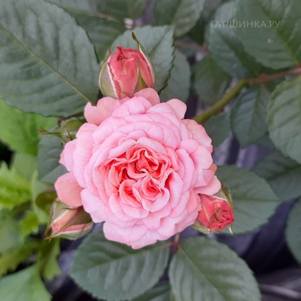 превью изображения отзыва