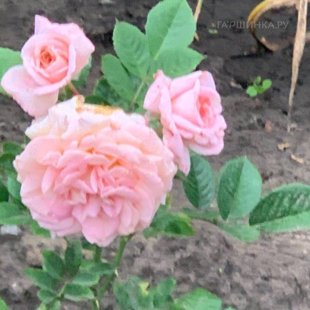 превью изображения отзыва