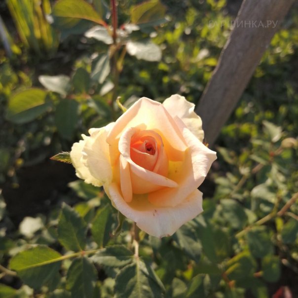 превью изображения отзыва