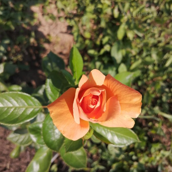 превью изображения отзыва