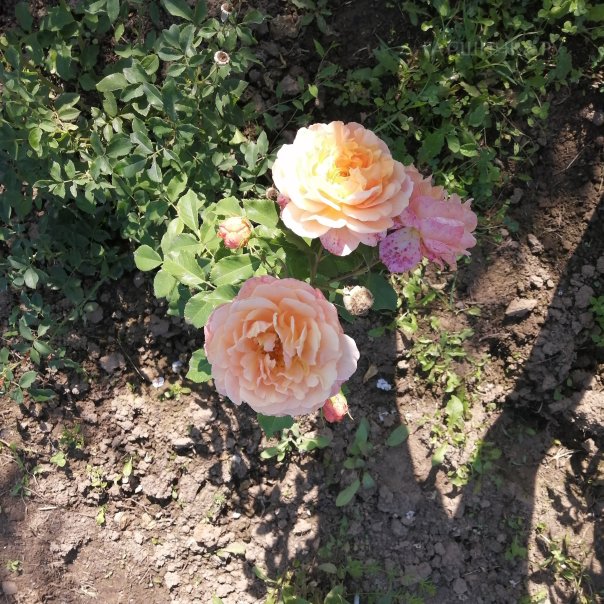 превью изображения отзыва