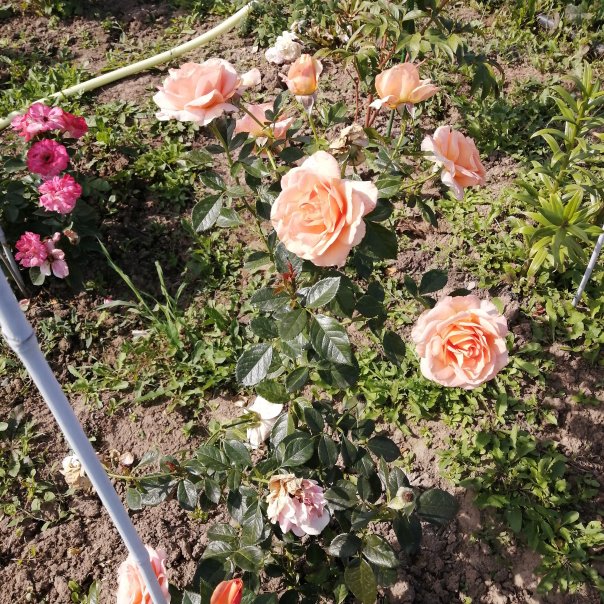 превью изображения отзыва