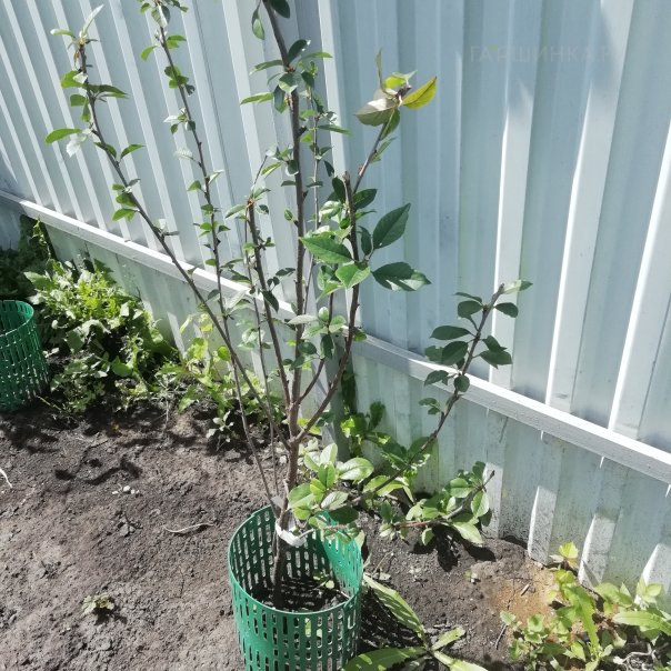 превью изображения отзыва