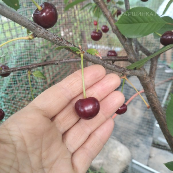 превью изображения отзыва