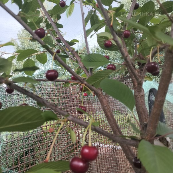 превью изображения отзыва