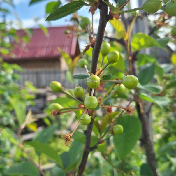 превью изображения отзыва