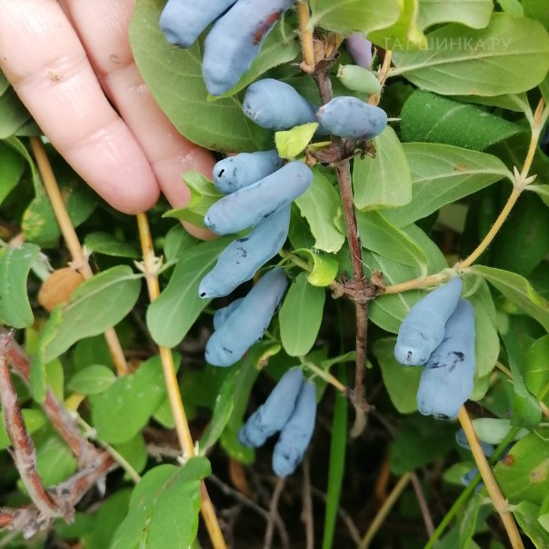 превью изображения отзыва