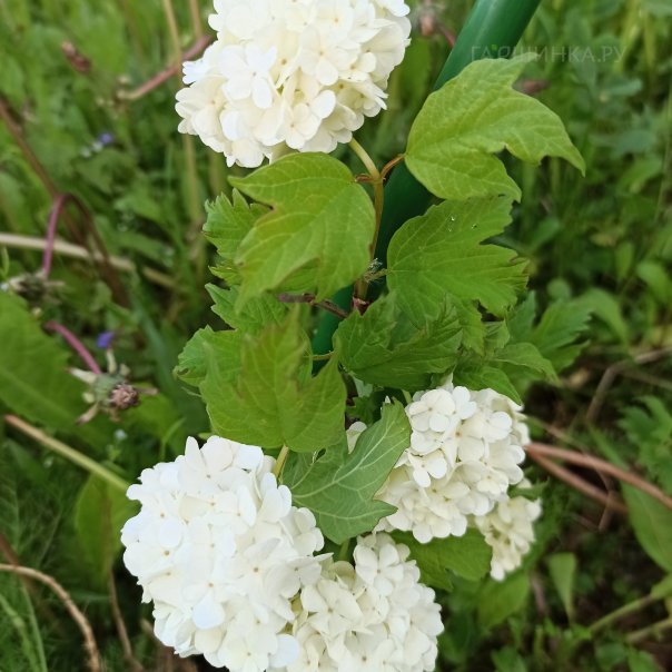 превью изображения отзыва