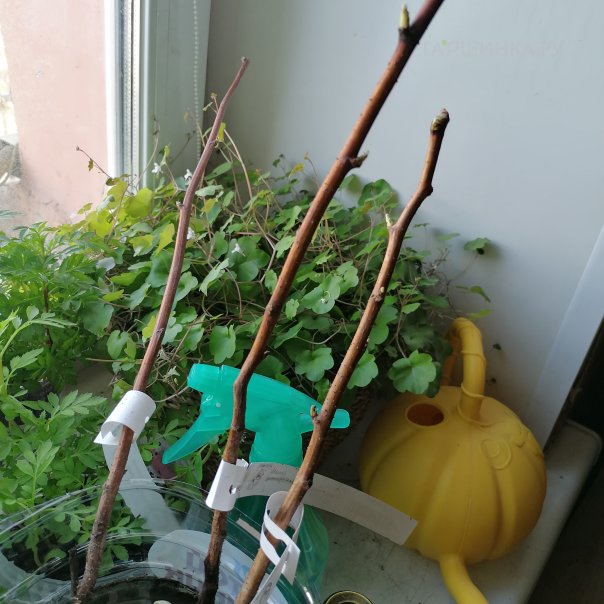 превью изображения отзыва