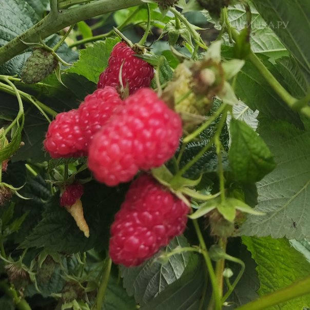 превью изображения отзыва