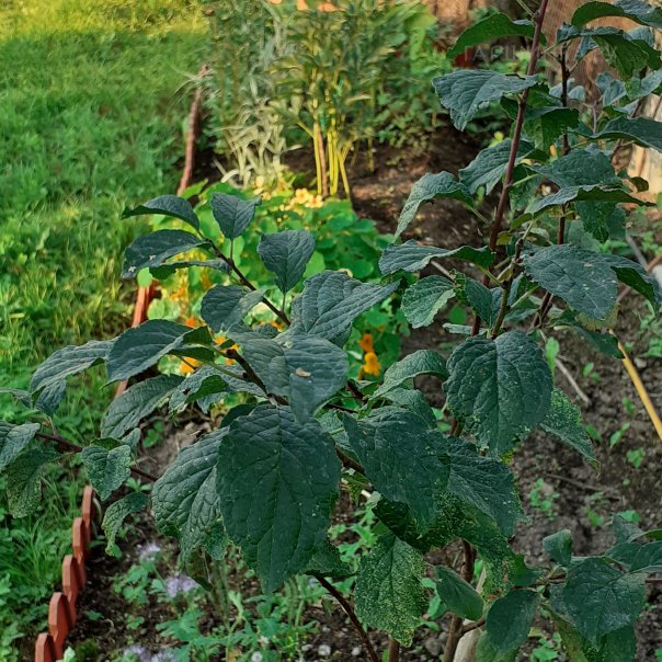 превью изображения отзыва