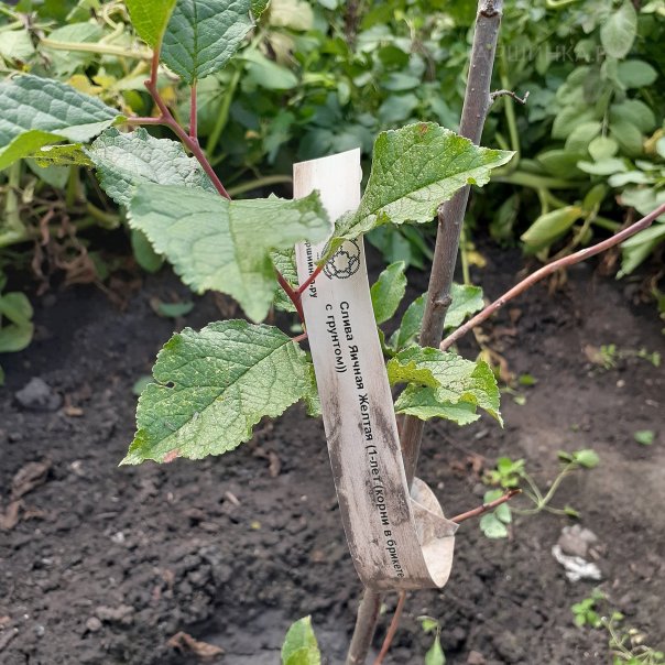 превью изображения отзыва