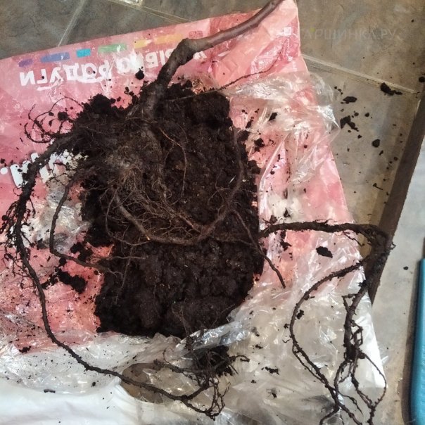 превью изображения отзыва