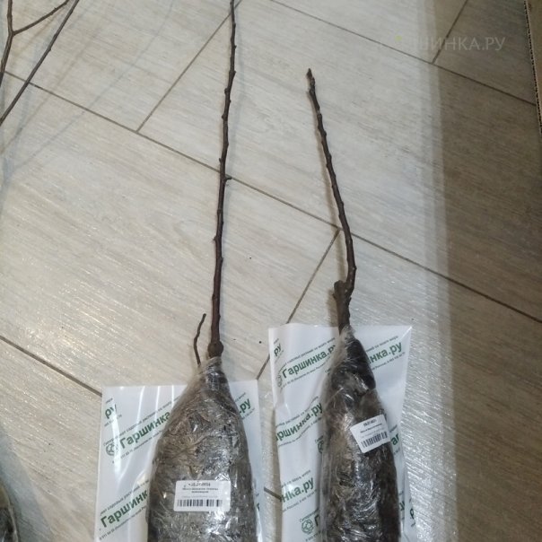 превью изображения отзыва