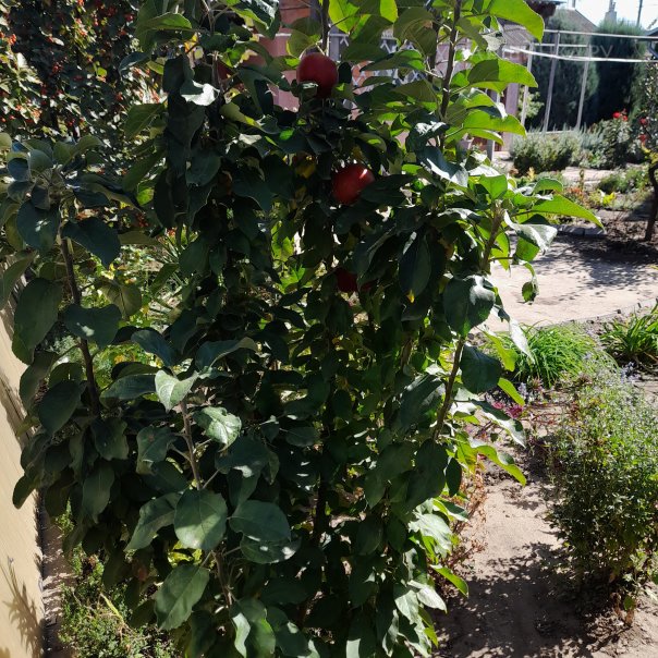 превью изображения отзыва