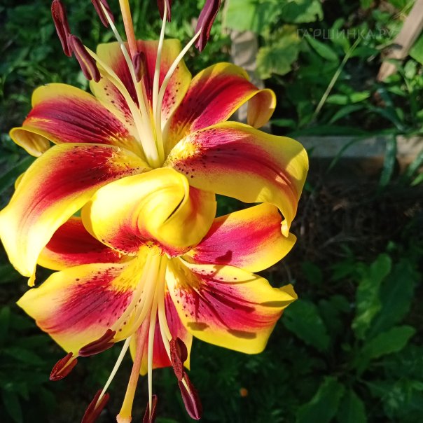 превью изображения отзыва