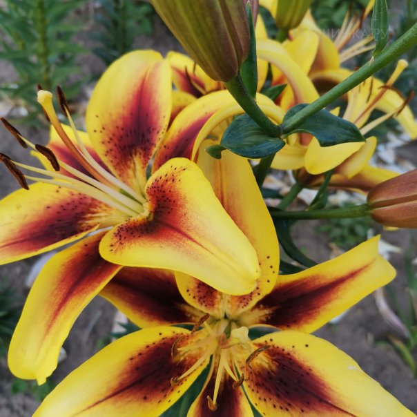 превью изображения отзыва