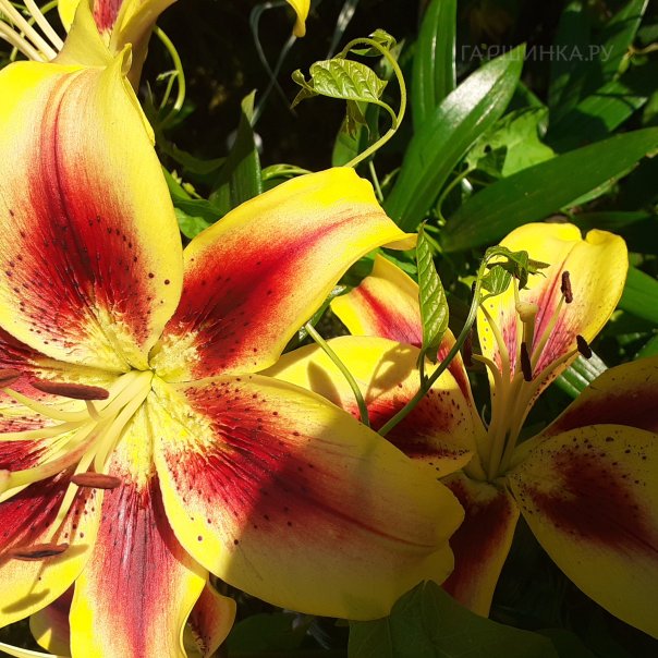 превью изображения отзыва