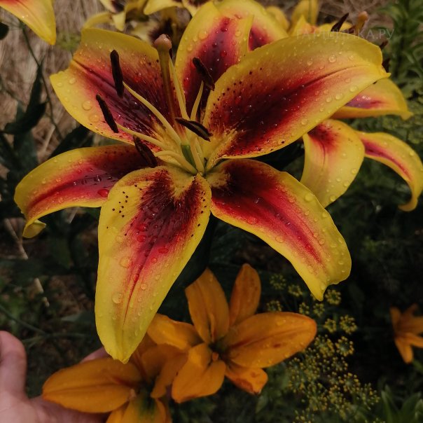 превью изображения отзыва