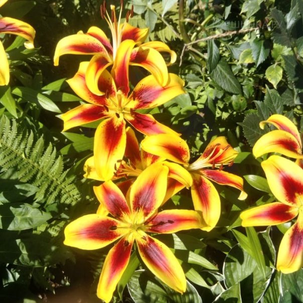 превью изображения отзыва