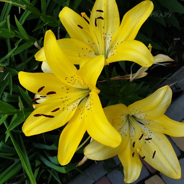 превью изображения отзыва